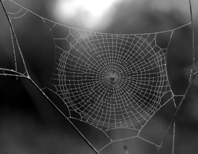 spider web photo