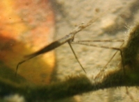 water stick insect