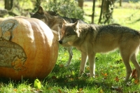 Timber Wolf Sniffing Pumpkin