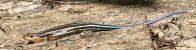 five-lined skink