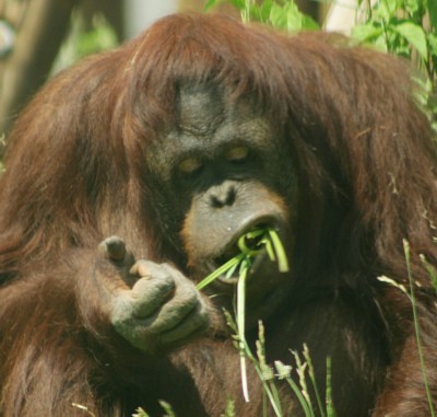 More in the Columbus Zoo