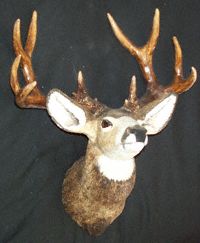 Mule Deer Head