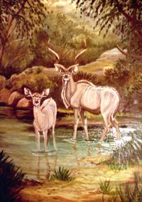 Greater Kudu