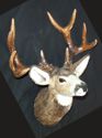 Mule deer head