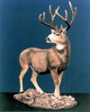 Mule deer standing