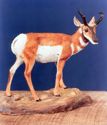 Pronghorn