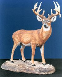 Whitetail buck