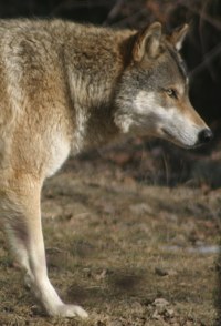 Wolf Photos - Columbus Zoo
