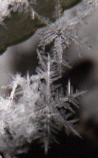 Snowflakes Photo