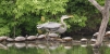 Great Blue Heron crouching before flight.