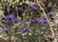 purple flowers