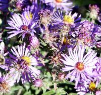 purple flowers