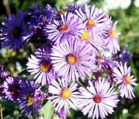 purple flowers