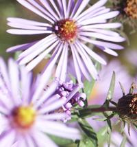 purple flowers