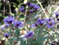 purple flowers